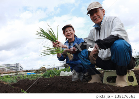 ネギの植え付け作業をする夫婦 138176363