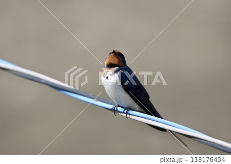 ツバメ swallow / Japan 138176434