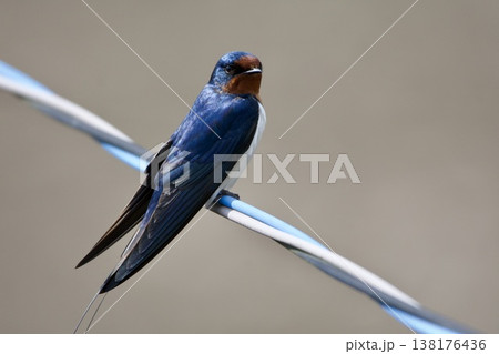ツバメ swallow / Japan ツバメ swallow / Japan 138176436