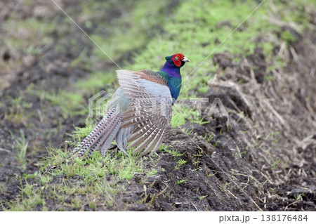 キジ pheasant / Japan キジ pheasant / Japan 138176484