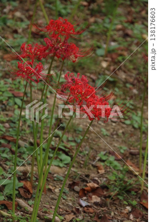 秋の花 彼岸花 117 秋の花 彼岸花 117 138176603