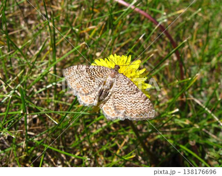 Scallop Shell Moth Resting On A Dandelion 138176696