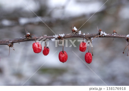 雪を被ったクコ(Lycium chinense)の実 東北 雪を被ったクコ(Lycium chinense)の実 東北 138176918