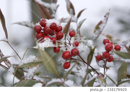 雪を被ったナンテン(Nandina domestica)の赤い実 東北 雪を被ったナンテン(Nandina domestica)の赤い実 東北 138176920