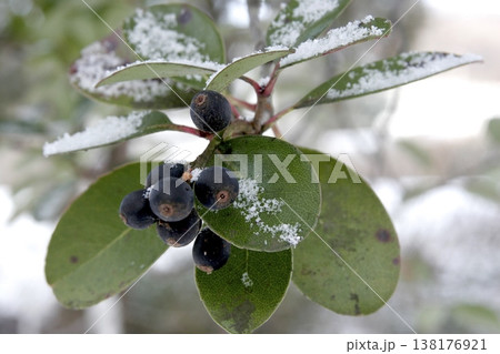 雪を被ったシャリンバイ(Rhaphiolepis indica)の実 東北 雪を被ったシャリンバイ(Rhaphiolepis indica)の実 東北 138176921
