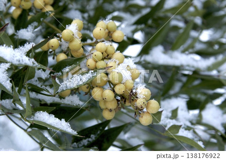 雪を被ったナンテン（Nandina domestica）の白い実　東北 138176922