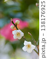 白い梅の花 138176925