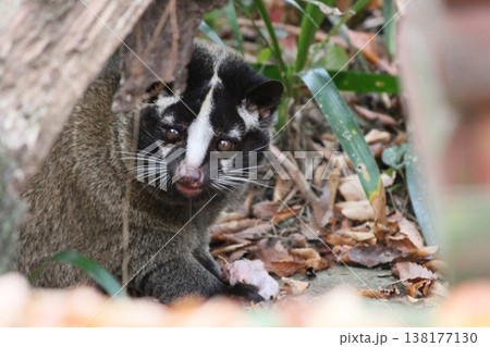 周りを警戒するハクビシンのクローズアップ(都市に生息する野生動物) 周りを警戒するハクビシンのクローズアップ(都市に生息する野生動物) 138177130