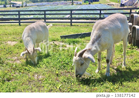 牧場で草を食べる2匹のヤギと穏やかな自然風景 牧場で草を食べる2匹のヤギと穏やかな自然風景 138177142