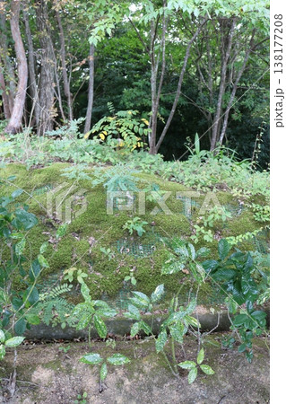 苔に覆われた斜面と緑豊かな雑木林の自然風景 苔に覆われた斜面と緑豊かな雑木林の自然風景 138177208