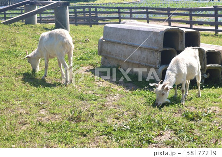 牧場で草を食べる2匹のヤギと飼育設備のある風景 牧場で草を食べる2匹のヤギと飼育設備のある風景 138177219