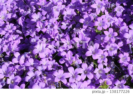 Purple Carpet Of Dalmatian Bellflower 138177226
