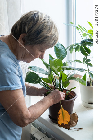 Senior woman inspecting an indoor plant on a windowsill, carefully removing a dry leaf. Home gardening hobby. Authentic moment. Green lifestyle, slow living, indoor gardening 138177274