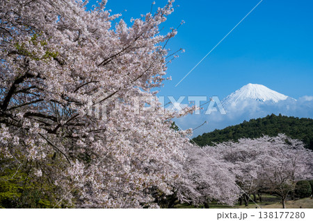 満開桜と富士山 満開桜と富士山 138177280