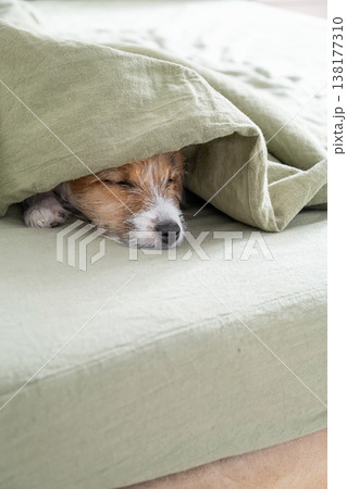 Dog sleeping under green blanket on bed. 138177310