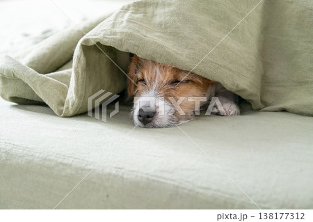 Jack Russell terrier puppy sleeping under green blanket on bed. Jack Russell terrier puppy sleeping under green blanket on bed. 138177312