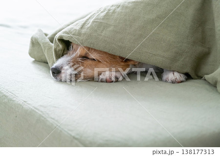 Jack Russell Terrier puppy sleeping under soft green blanket on bed. 138177313