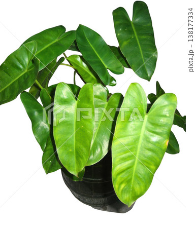 Green leaf houseplant tropical plant foliage potted plant green color isolated white background indoor plant botany Green leaf houseplant tropical plant foliage potted plant green color isolated Green leaf houseplant tropical plant foliage potted plant green color isolated white background indoor plant botany Green leaf houseplant tropical plant foliage potted plant green color isolated 138177334