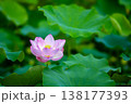 一輪の蓮の花 138177393