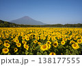 満開ひまわりと富士山 138177555