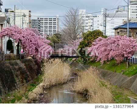 松戸宿坂川河津桜まつり 松戸宿坂川河津桜まつり 138177964