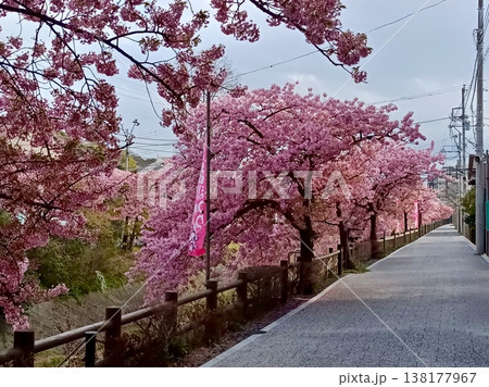 松戸宿坂川河津桜まつり 松戸宿坂川河津桜まつり 138177967