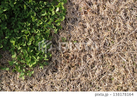 生態系の変化を感じる枯芝と緑の野草 生態系の変化を感じる枯芝と緑の野草 138178164