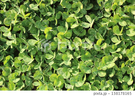 野生の緑色植物と乾燥した芝生の接写 138178165