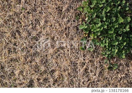 自然のテクスチャ枯れた芝生と緑の野草 自然のテクスチャ枯れた芝生と緑の野草 138178166