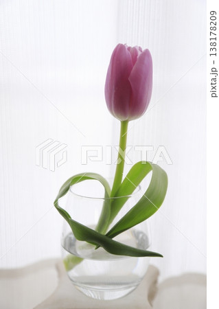 ハート形の葉をしたピンクのチューリップ 138178209