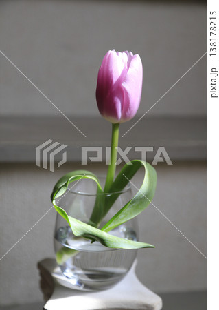 ハート形の葉をしたピンクのチューリップ 138178215