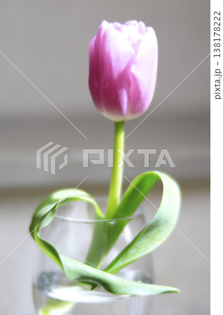 ハート形の葉をしたピンクのチューリップ 138178222