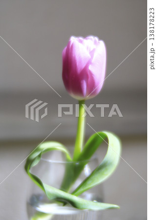 ハート形の葉をしたピンクのチューリップ 138178223