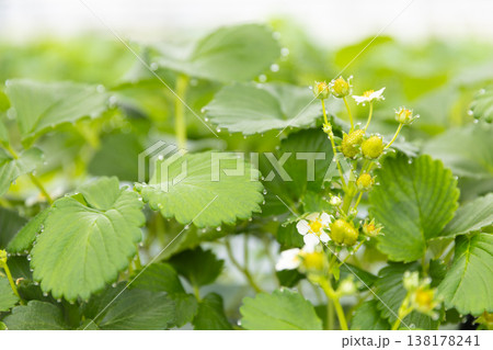いちご狩りにていちごの花 138178241