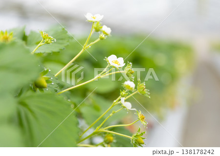 いちご狩りにていちごの花 138178242