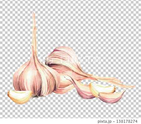 Watercolor Garlic vegetables. Whole bulb with cloves Realistic painted hot seasoning. hand drawn illustration isolated from background. Aromatic culinary herb, flavour for food recipe, garden harvest. 138178274