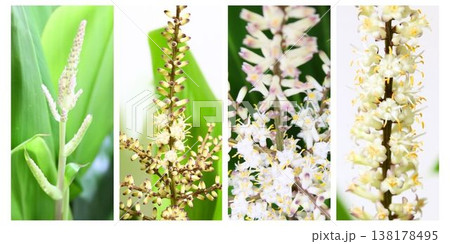 ドラセナ開花過程 蕾から開花までの変化 比較コラージュ 138178495