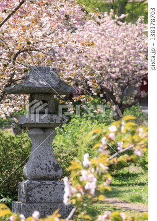 北海道伊達市、満開の桜に包まれる有珠善光寺の石灯籠【5月】 北海道伊達市、満開の桜に包まれる有珠善光寺の石灯籠【5月】 138178703