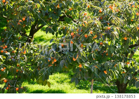 たわわに実る鮮やかに色づいた柿 138178853