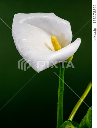 White Calla Lily Flower Macro With Yellow Spadix And Dew 138178892