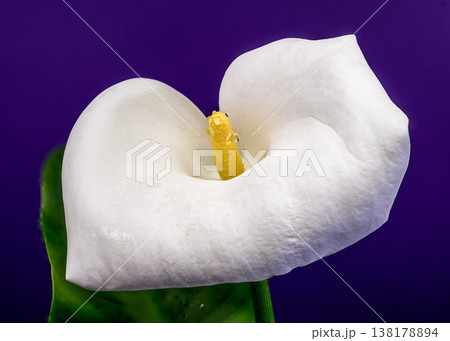 White Calla Lily Flower With Water Drops On Purple Background White Calla Lily Flower With Water Drops On Purple Background 138178894