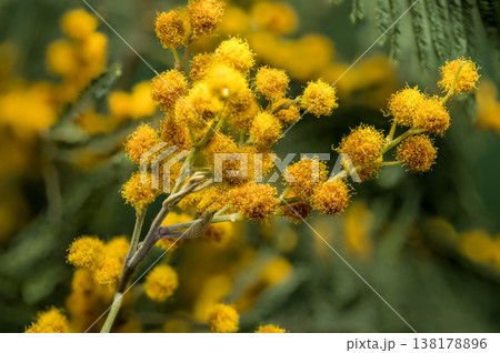 Blooming Yellow Mimosa Acacia Dealbata Branch On Green Background 138178896