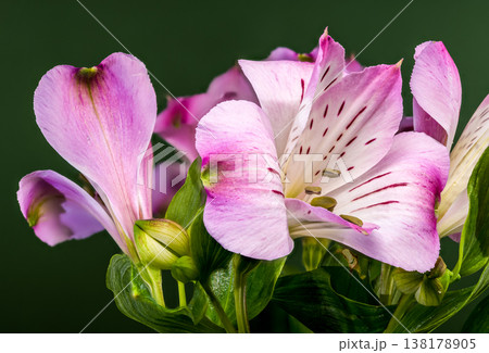 Beautiful Pink Alstroemeria Flowers with Water Drops on Green Background Beautiful Pink Alstroemeria Flowers with Water Drops on Green Background 138178905