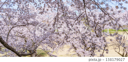 「青森県」八戸公園・子供の国 春の風景 八戸市 「青森県」八戸公園・子供の国 春の風景 八戸市 138179027