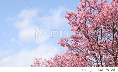 満開の濃いピンク色のオカメザクラと青空 138179128