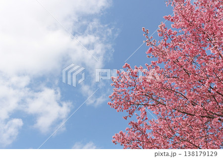 青空と満開の桜 138179129