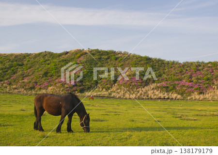 阿蘇の草千里ヶ浜に咲くミヤマキリシマと馬 138179179