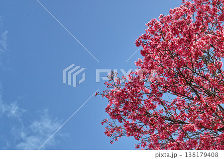青空に映える鮮やかなピンクの陽光桜 青空に映える鮮やかなピンクの陽光桜 138179408