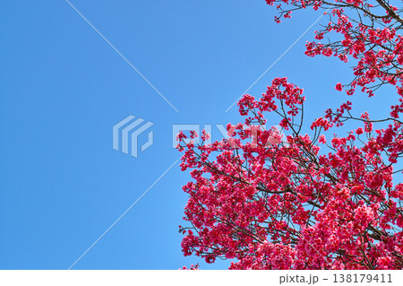 青空に映える鮮やかなピンクの陽光桜 青空に映える鮮やかなピンクの陽光桜 138179411