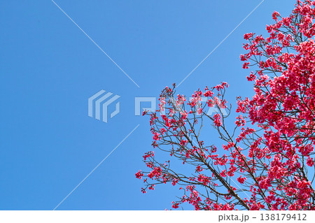 青空に映える鮮やかなピンクの陽光桜 青空に映える鮮やかなピンクの陽光桜 138179412